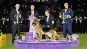 Image of Rumor, a German Shepherd dog that won the 2017 Best In Show award